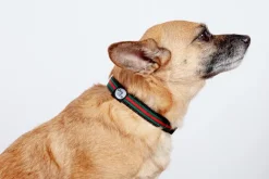 Luxe Green & Red Stripe Dog Collar (Made in NYC)