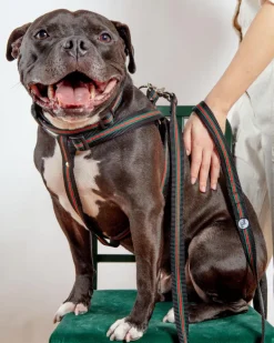Luxe Green & Red Stripe Dog Leash (Made in NYC)