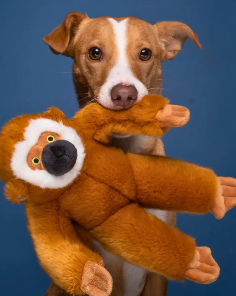 Marcel the Monkey Plush Squeaky Dog Toy