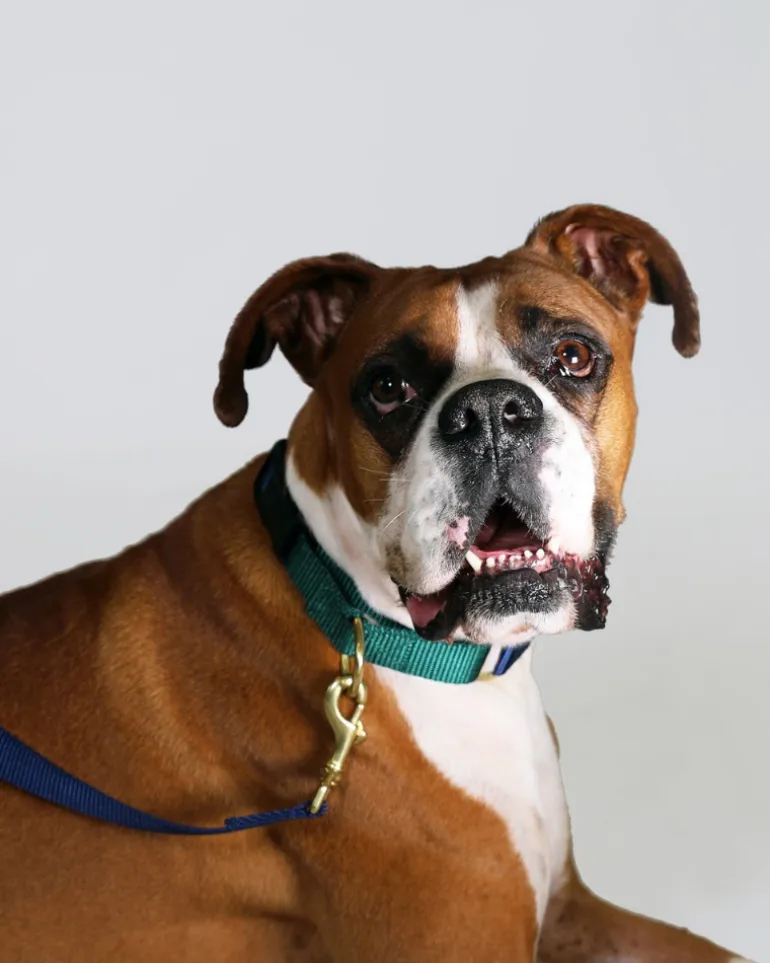 Martingale Dog Collar in Navy + Evergreen (Made in the USA)