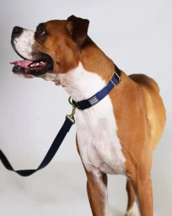 Martingale Dog Collar in Navy + Evergreen (Made in the USA)