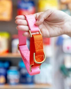 Martingale Dog Collar in Pink + Orange (Made in the USA)