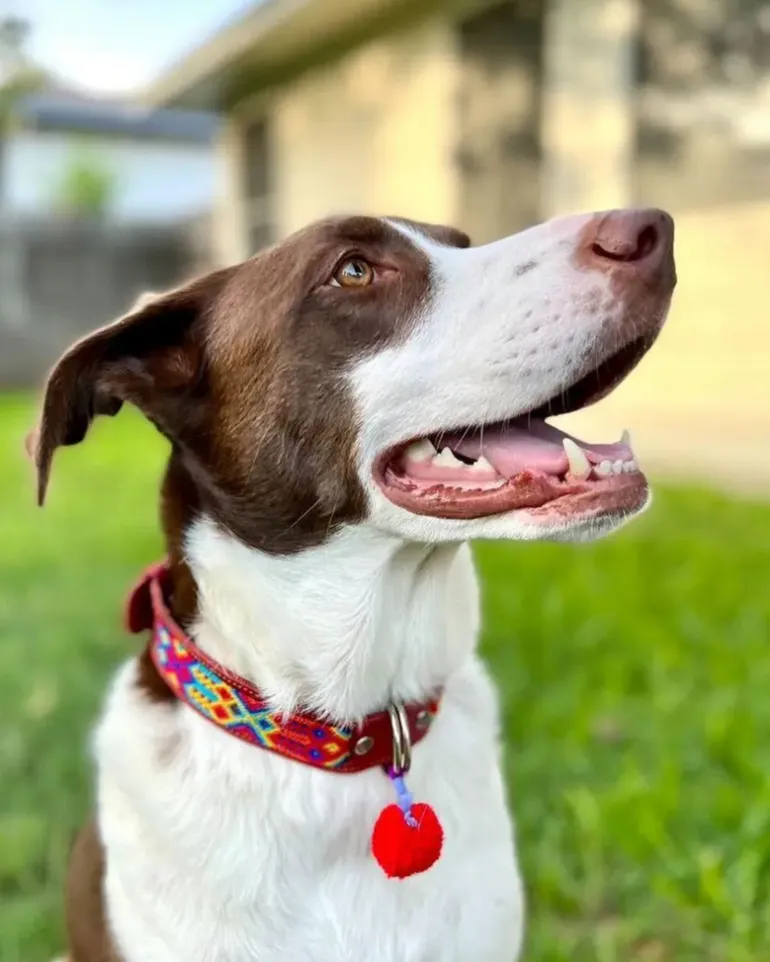Mexican Boho Inspired Leather Pet Collars (FINAL SALE)
