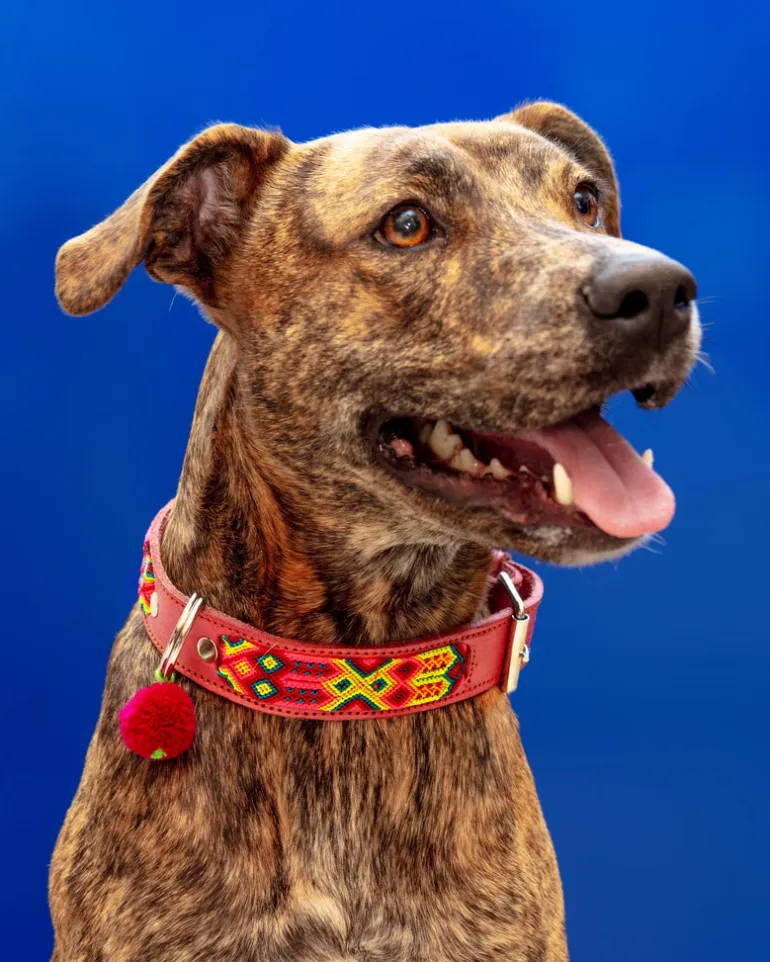 Mexican Boho Inspired Leather Pet Collars (FINAL SALE)