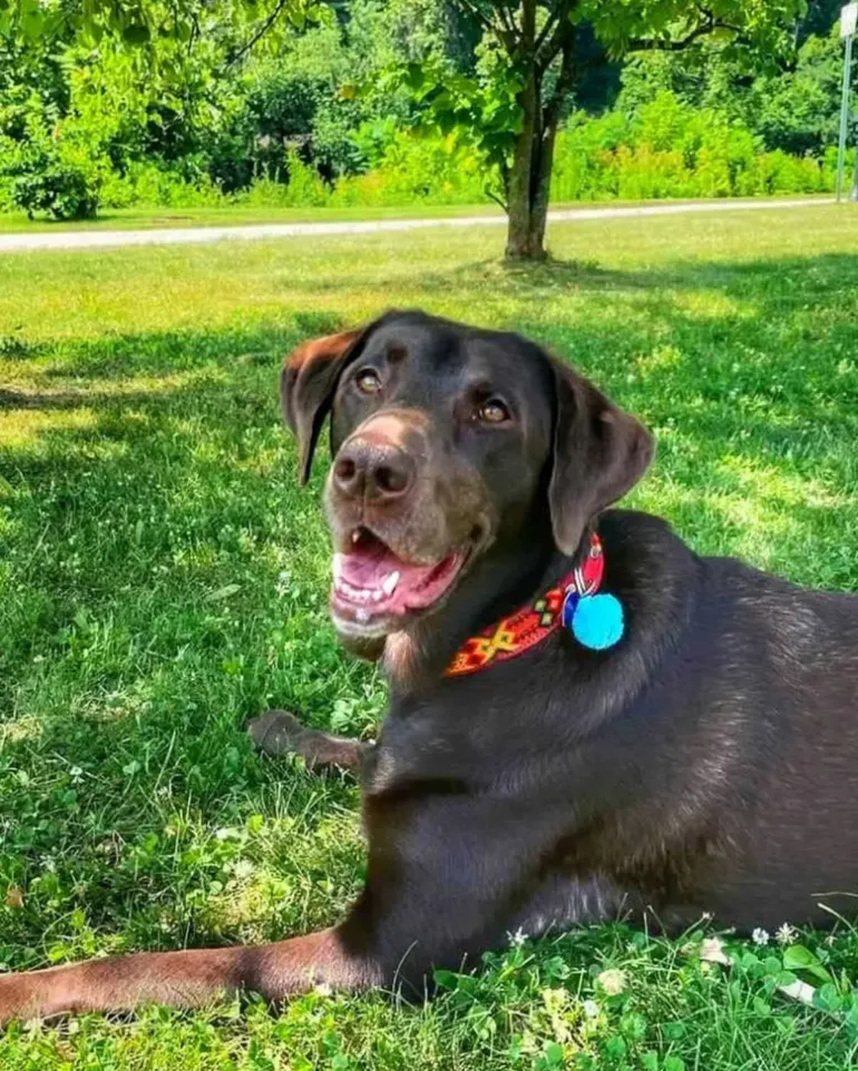 Mexican Boho Inspired Leather Pet Collars (FINAL SALE)