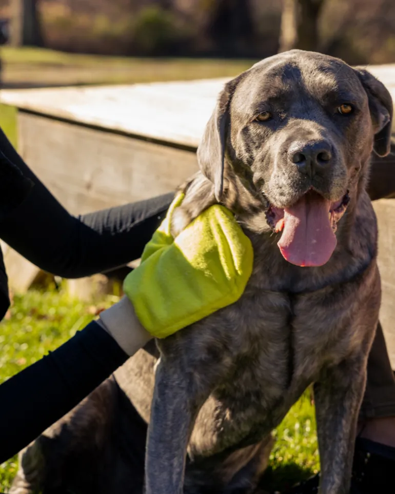Microfiber Tick Mitt for Humans & Pets