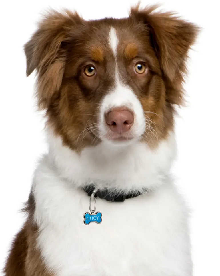 MicroLink® Pet Tag Carabiner (2-Pack)