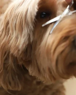 Mini Dog Safety Scissor