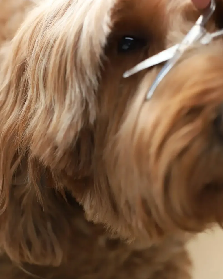 Mini Dog Safety Scissor