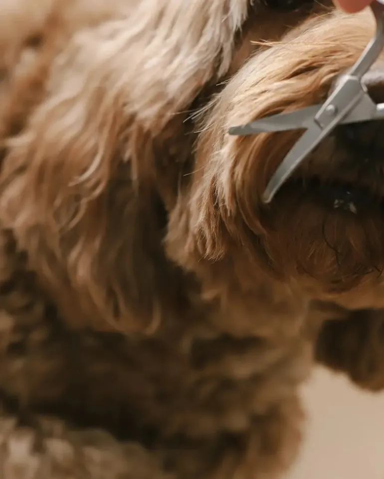 Mini Dog Safety Scissor