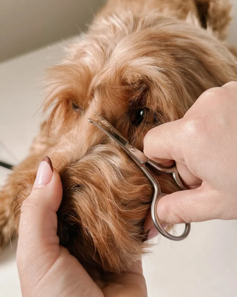 Mini Dog Safety Scissor