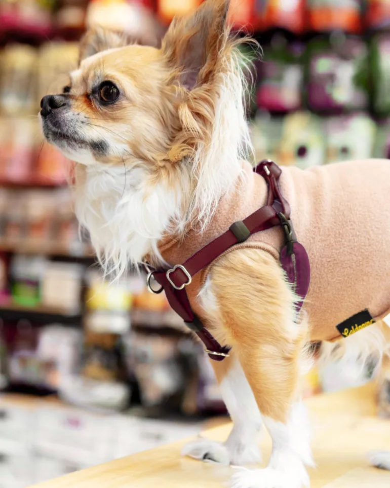 Mini Freedom Dog Harness in Burgundy (Made in the USA)