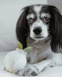 Mini Garlic Enrichment Dog Toy