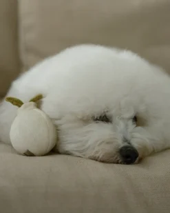 Mini Garlic Enrichment Dog Toy