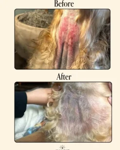 Miracle Mist Hypochlorous Acid Spray for Dogs (3.4oz)