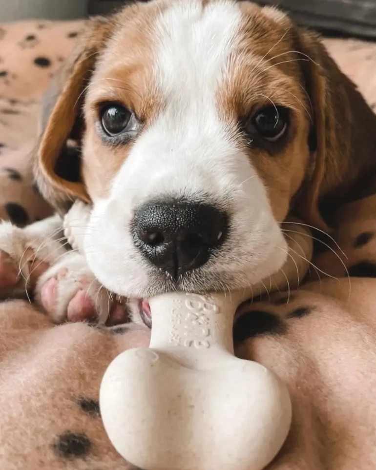 Natural Hypoallergenic Eco-Friendly Dog Chew Toy (Beef Flavor - Soft)