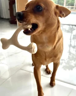 Natural Hypoallergenic Eco-Friendly Dog Chew Toy (Beef Flavor - Soft)