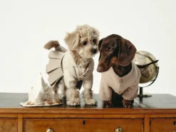 Naturalia Knit + Trench Dog Dress