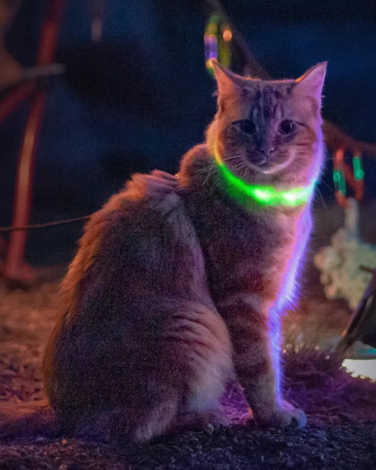 NITEMEOW® Rechargeable Led Safety Cat Necklace