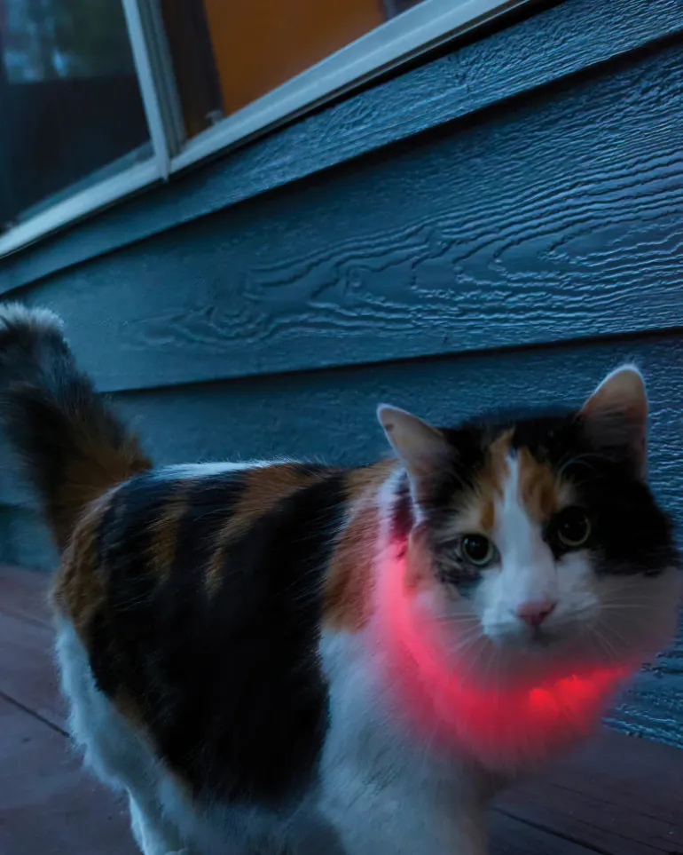 NITEMEOW® Rechargeable Led Safety Cat Necklace