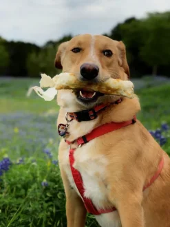 No-Hide Wholesome Dog Chew in Beef