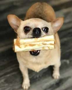 No-Hide Wholesome Dog Chew in Chicken