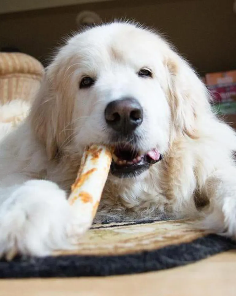 No-Hide Wholesome Dog Chew in Chicken