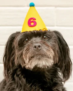 Numbered Pawty Hat (Made in the USA)