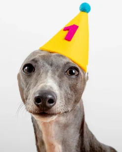 Numbered Pawty Hat (Made in the USA)
