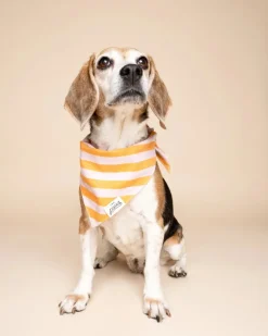 Nusa Striped Dog Bandana (FINAL SALE)