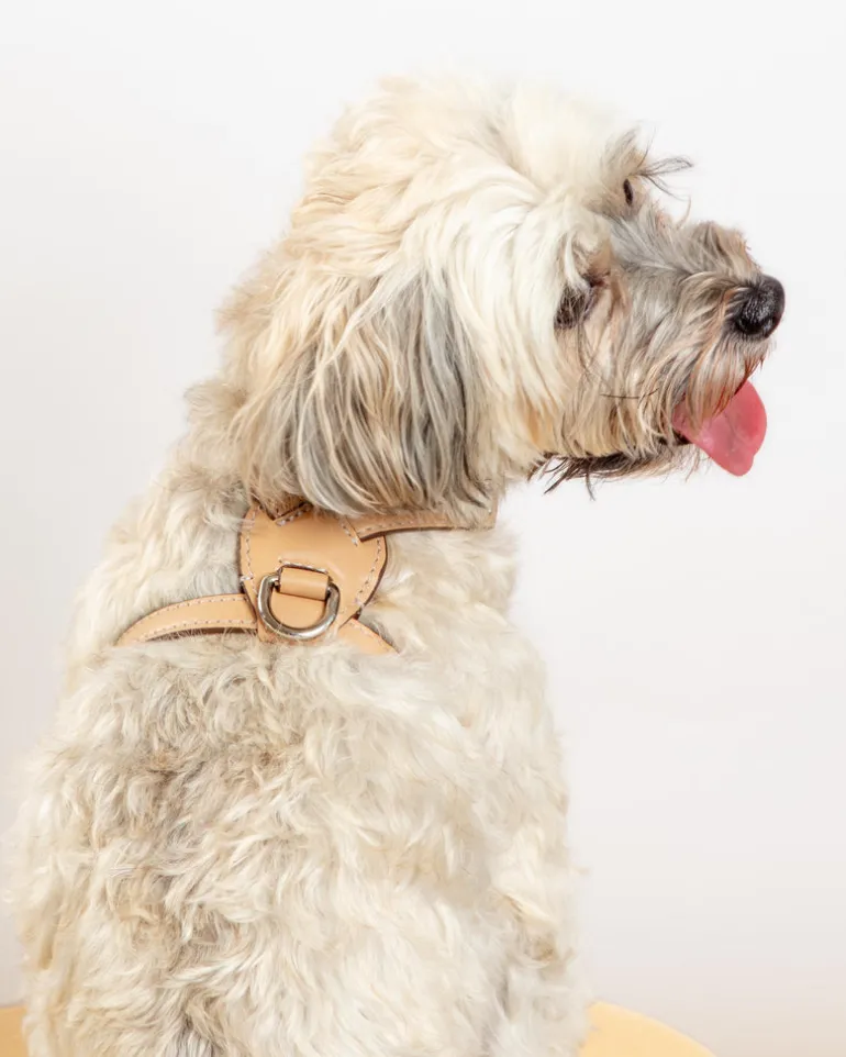 Nuvola Leather Dog Harness in Vanilla (Made in Italy)