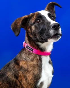 Nylon Metropolitan Collar in Neon Pink (Made in the USA)