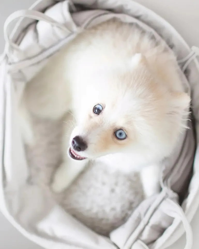 Olla Petite Pet Crossbody Bag