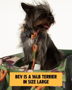 Out-Of-Office Airline Compliant Pet Carrier in Camo w/ Orange (Pro Edition)