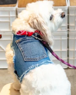 Paisley Bandana Denim Dog Harness (Made in the USA) (Dog & Co. Exclusive)