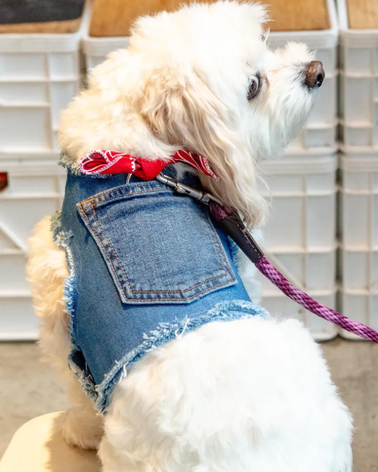 Paisley Bandana Denim Dog Harness (Made in the USA) (Dog & Co. Exclusive)