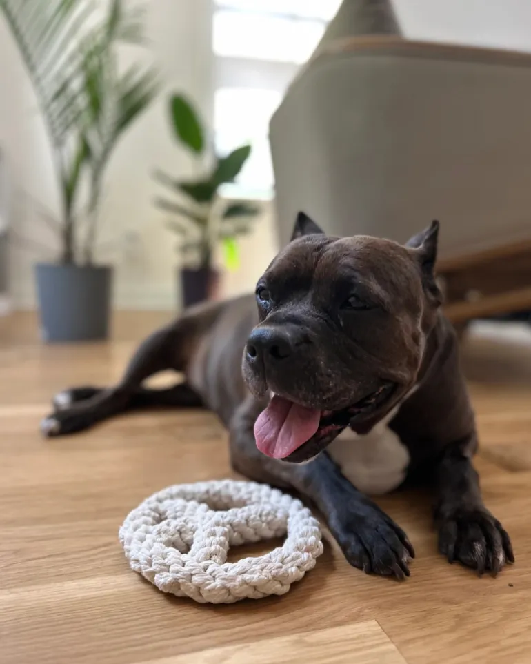 Peace Sign Rope Dog Toy