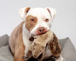 Peanut the Squirrel Squeaky Dog Plush Toy