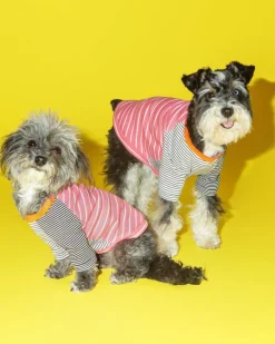 Pink & White Crazy Striped Dog T-Shirt (Made in the USA)