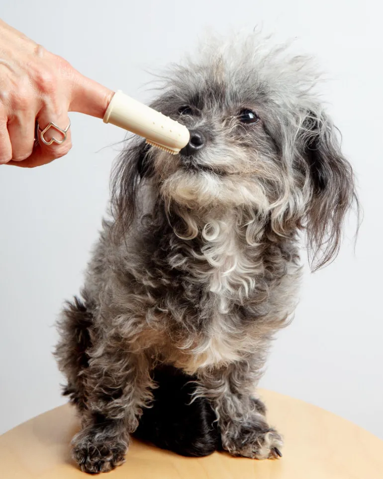 Puppy Polisher Finger Dog Toothbrush