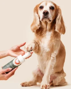 Refill - Clean Paws No-Rinse Foaming Cleanser for Dogs (Vegan & Cruelty Free)