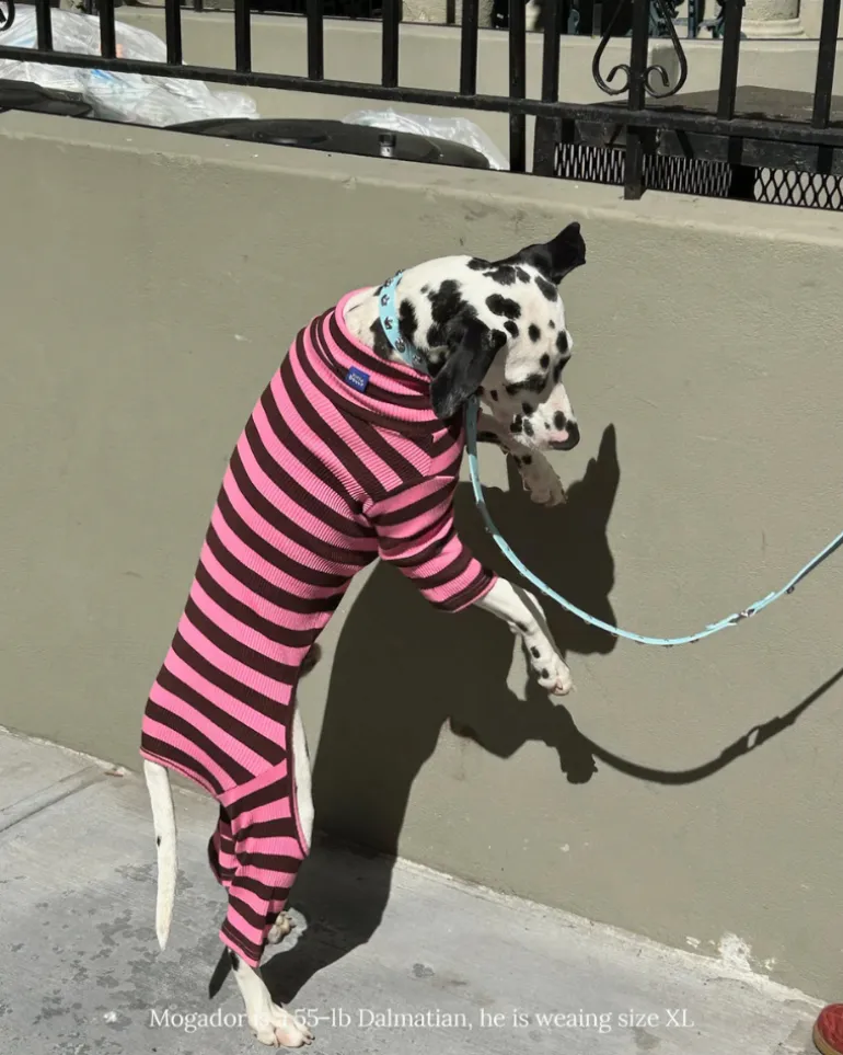 Ribbed Dog Onesie in Cheshire
