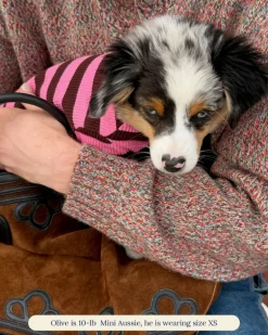 Ribbed Dog Onesie in Cheshire