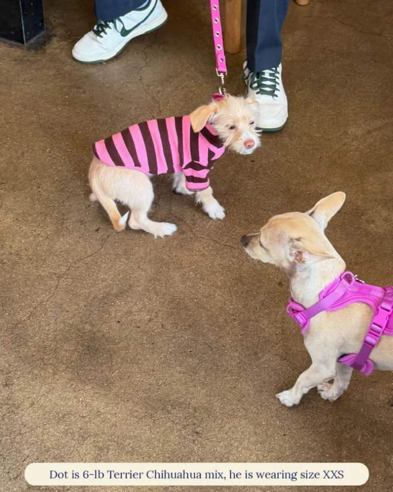 Ribbed Dog Shirt in Cheshire