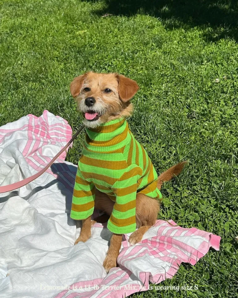 Ribbed Dog Shirt in Fresh Grass