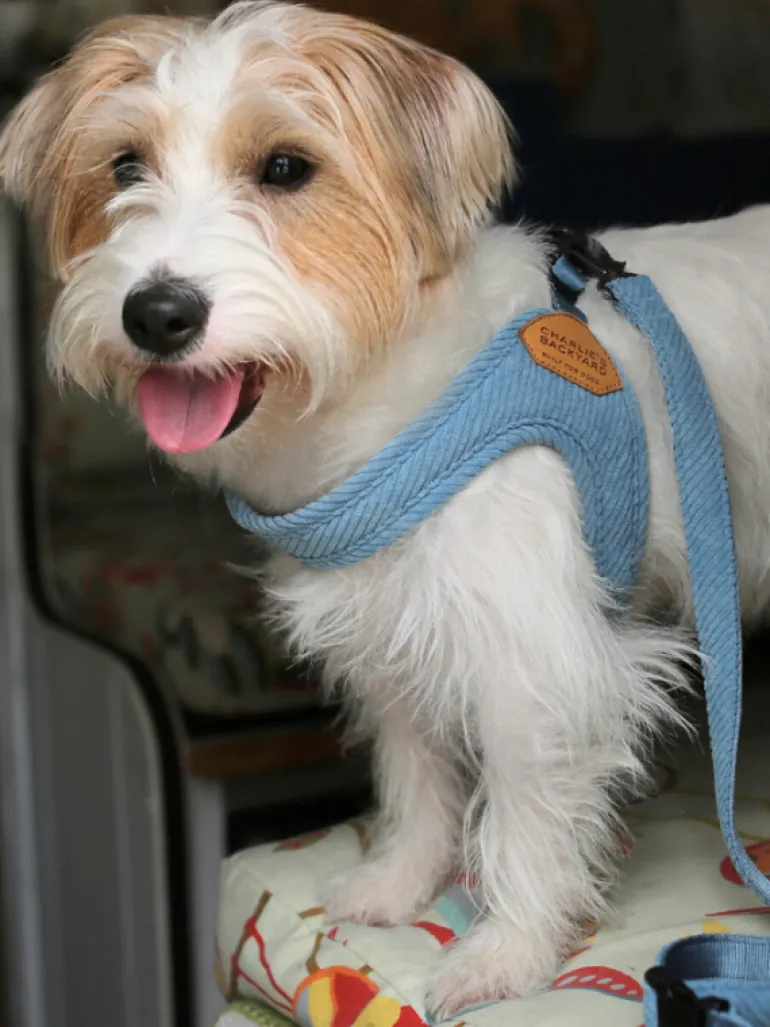 "Roy" Corduroy Adjustable Dog Leash