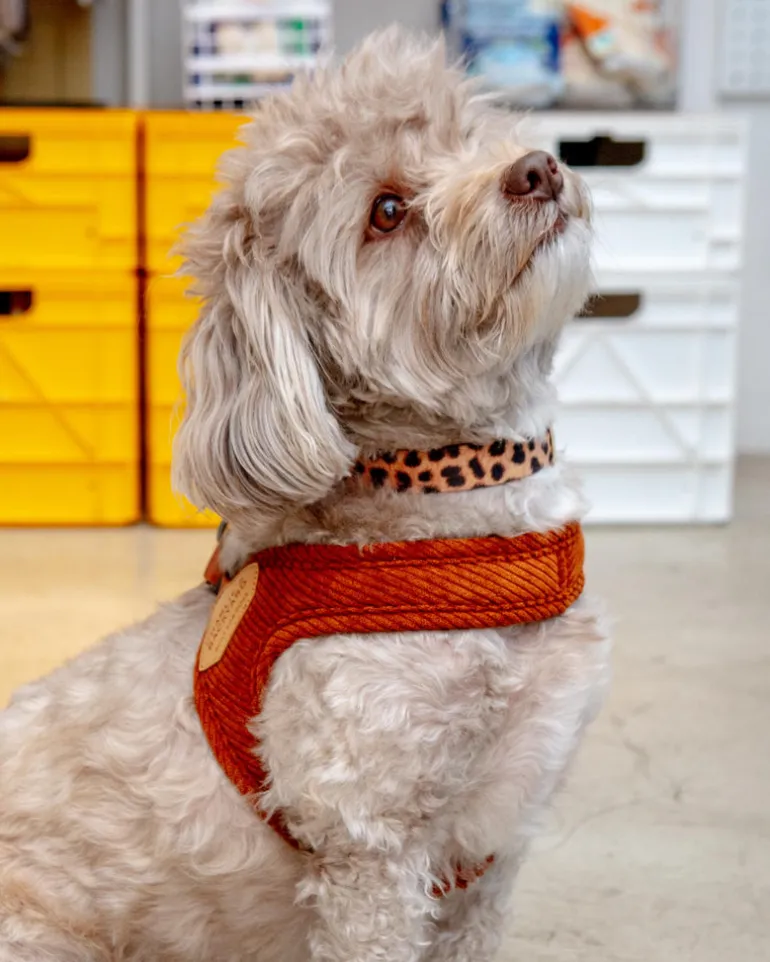"Roy" Corduroy Buckle Up Easy Dog Harness in Caramel