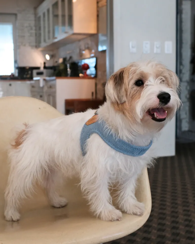 "Roy" Corduroy Buckle Up Easy Dog Harness in Baby Blue