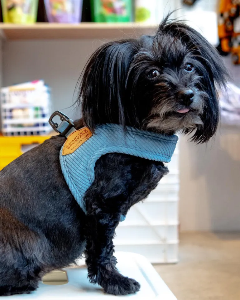 "Roy" Corduroy Buckle Up Easy Dog Harness in Baby Blue