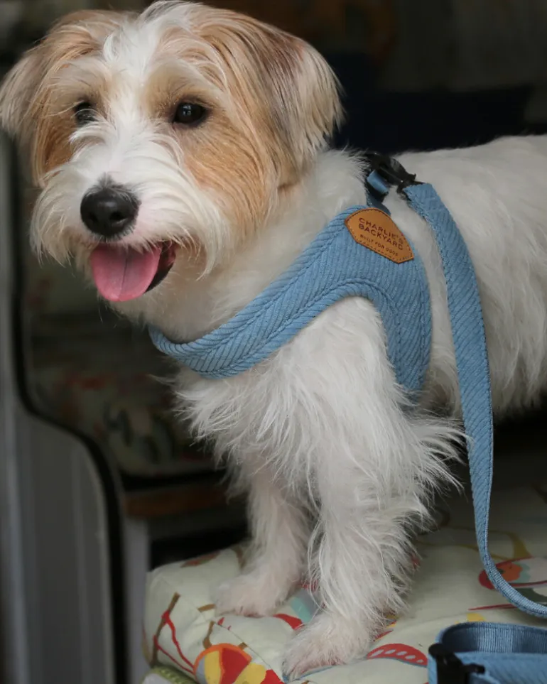 "Roy" Corduroy Buckle Up Easy Dog Harness in Baby Blue